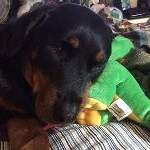 Meet your Posher, Julia